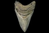 Serrated, Fossil Megalodon Tooth - Sharp Tip #138999-1